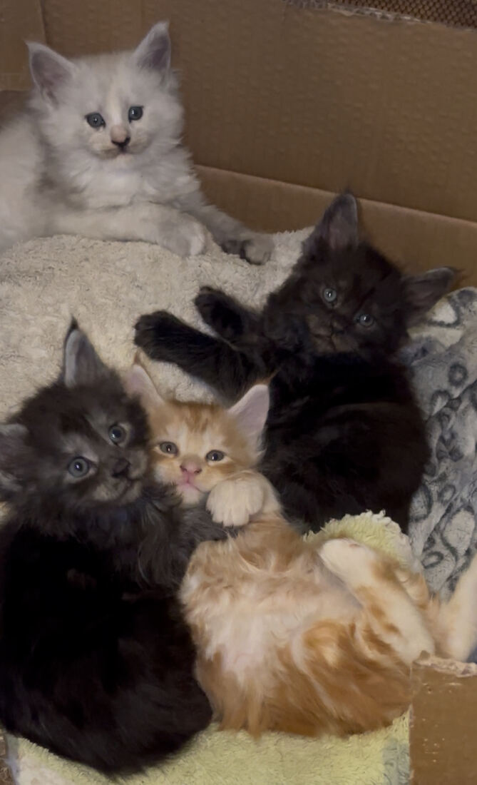 Quatre bouilles dans le carton