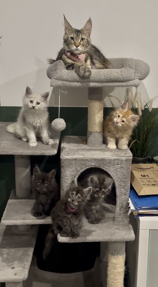 Toute la famille sur l’arbre à chat, Uris veille
