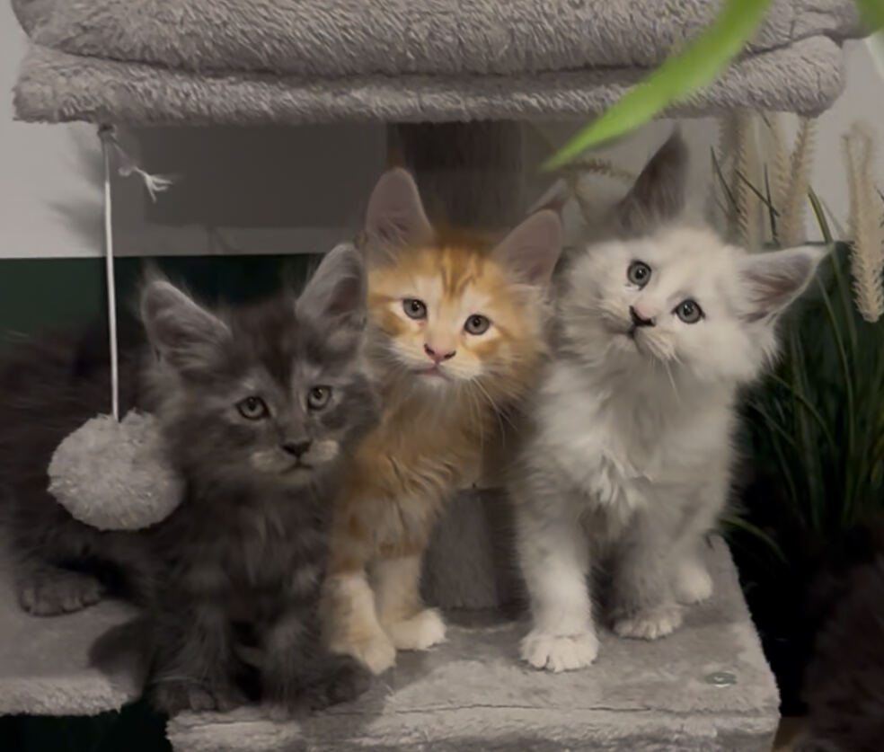 Trio sur l’arbre à chat