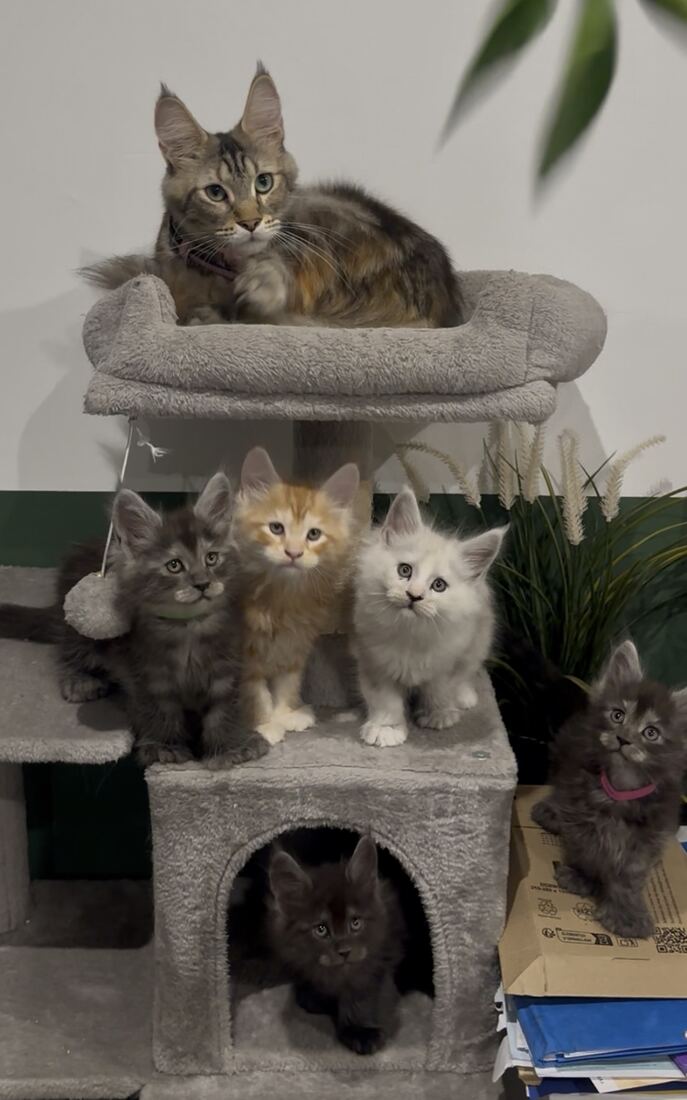 Les six chatons et leur maman