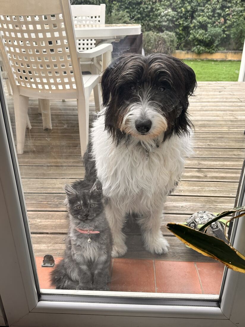 Une petite et son grand copain le chien