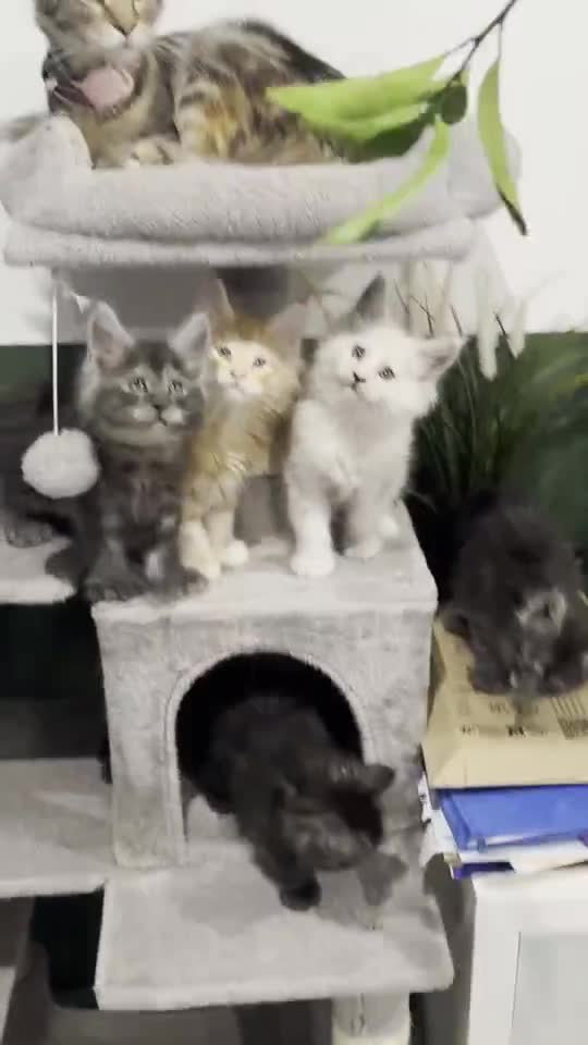 Vidéo : sur l’arbre à chat avec Uris