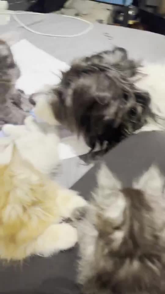 Vidéo : avec le chien
