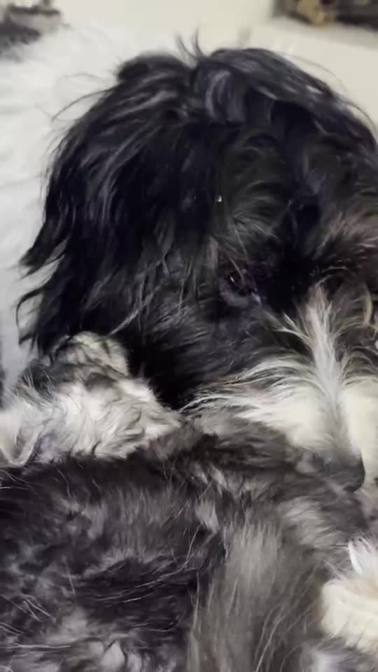 Vidéo : le chien fait la toilette