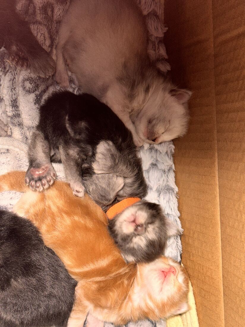 La sieste en tas dans le nid