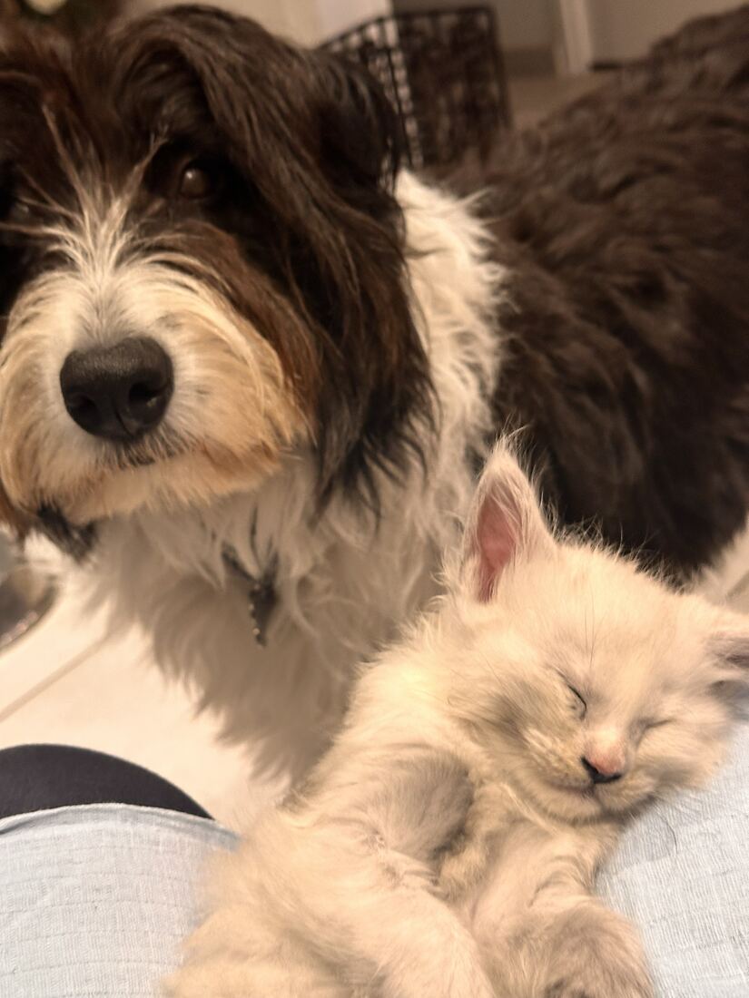 Athina et le chien, déjà copains