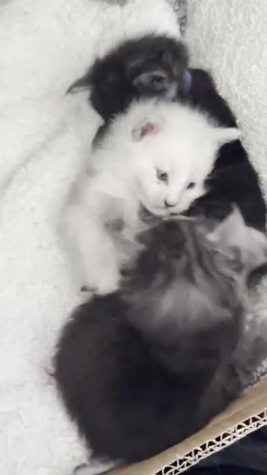 Vidéo : à 3 semaines, premiers câlins entre frères et sœurs