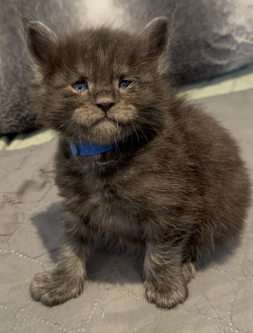 Abyss chaton noir à 3 semaines, avec son collier bleu