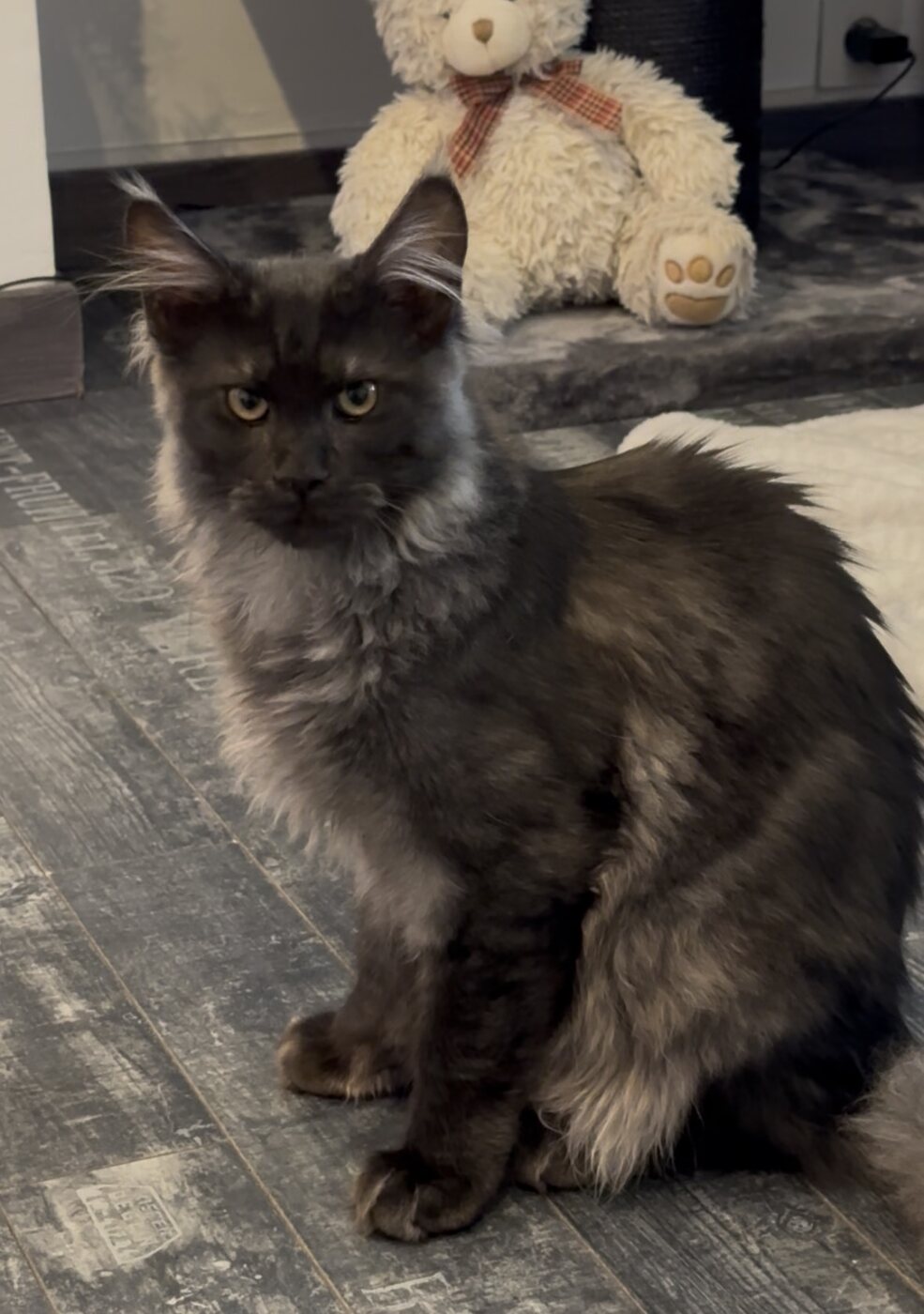 Abyss, Maine Coon black smoke aux yeux dorés, assis sur un tapis gris