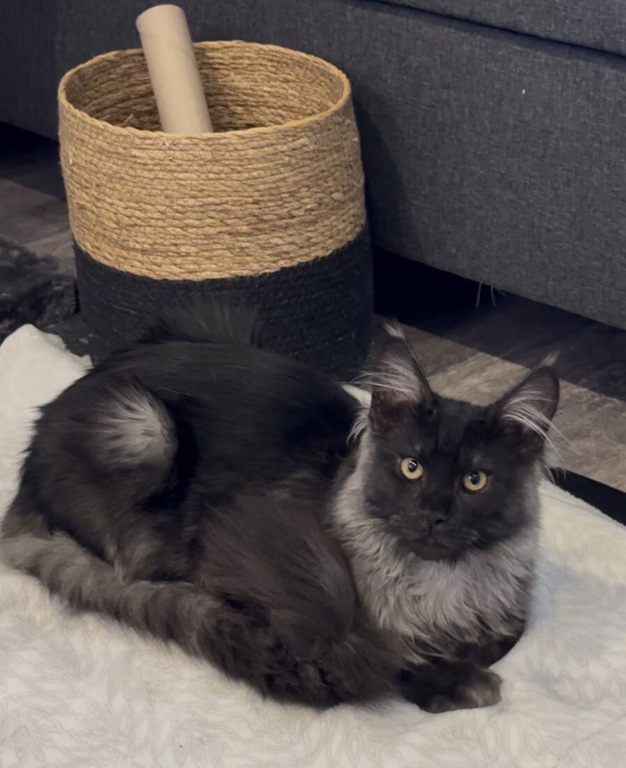 Abyss, jeune Maine Coon black smoke à la collerette argentée, couché sur un tapis blanc