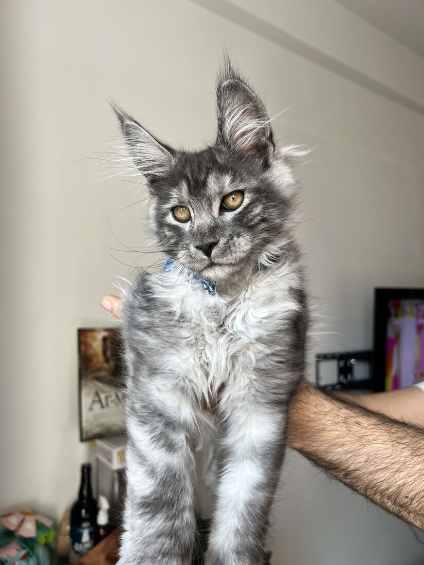 Achille à 4 mois, tenu debout