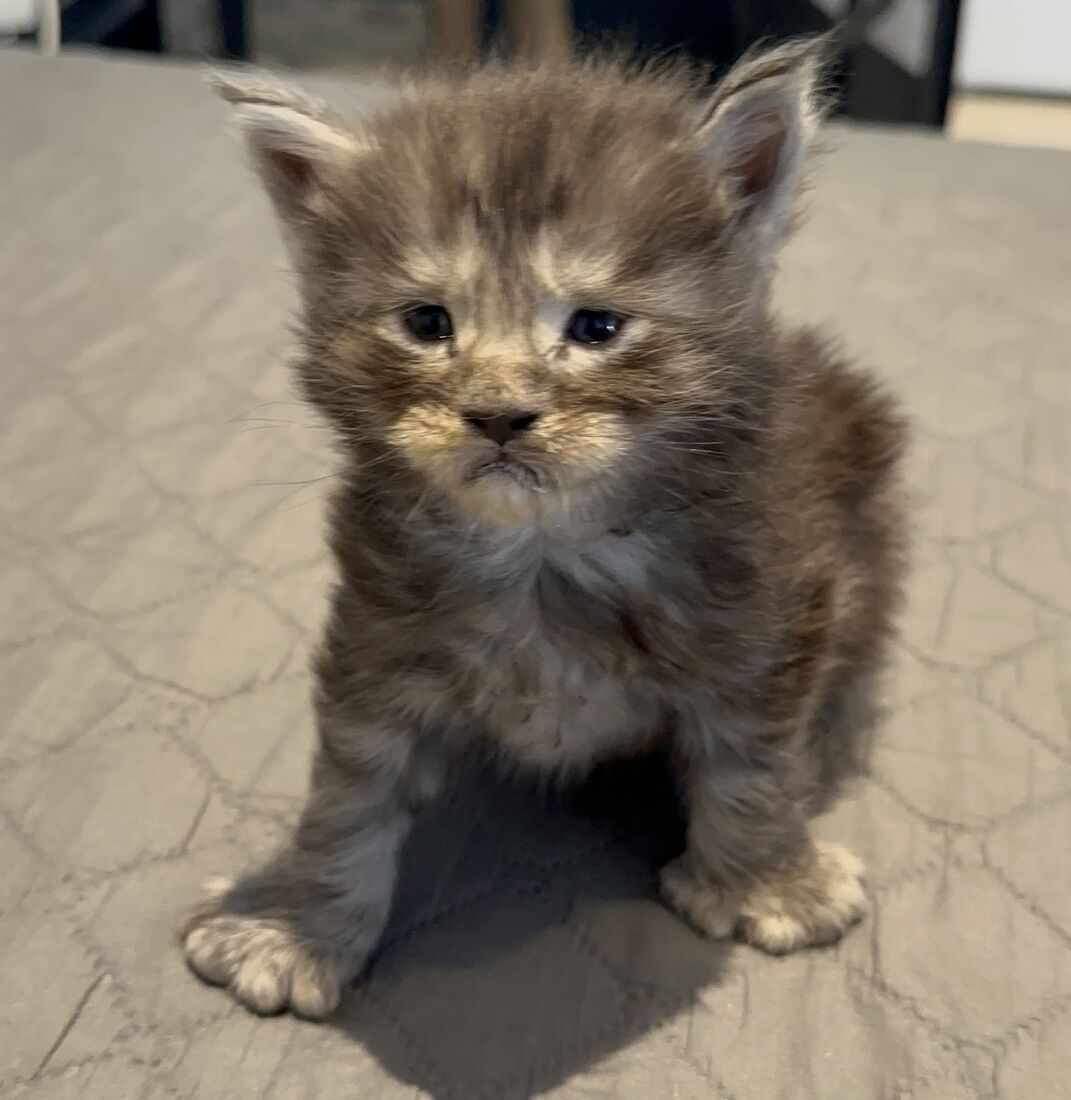 Achille chaton à 3 semaines