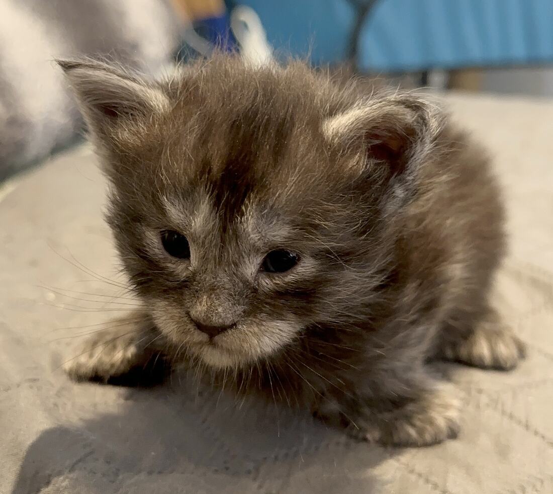 Alita chaton black smoke à 3 semaines