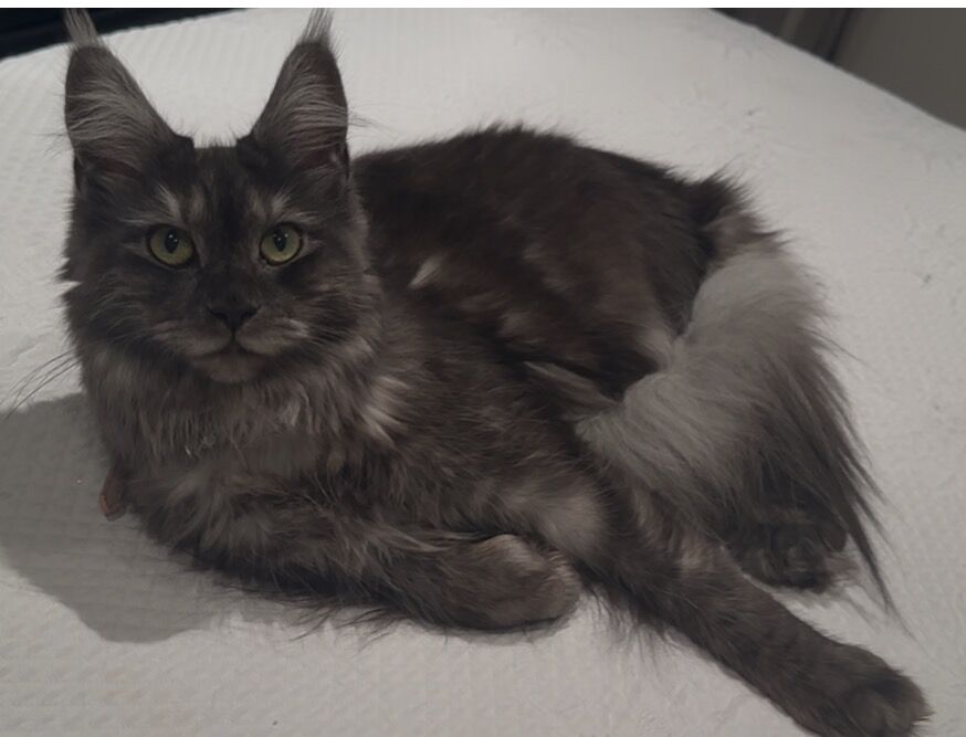 Alita, jeune Maine Coon black smoke aux yeux verts, couchée sur un lit