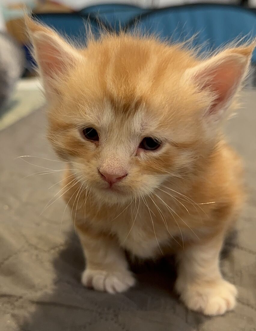 Ange chaton roux à 3 semaines