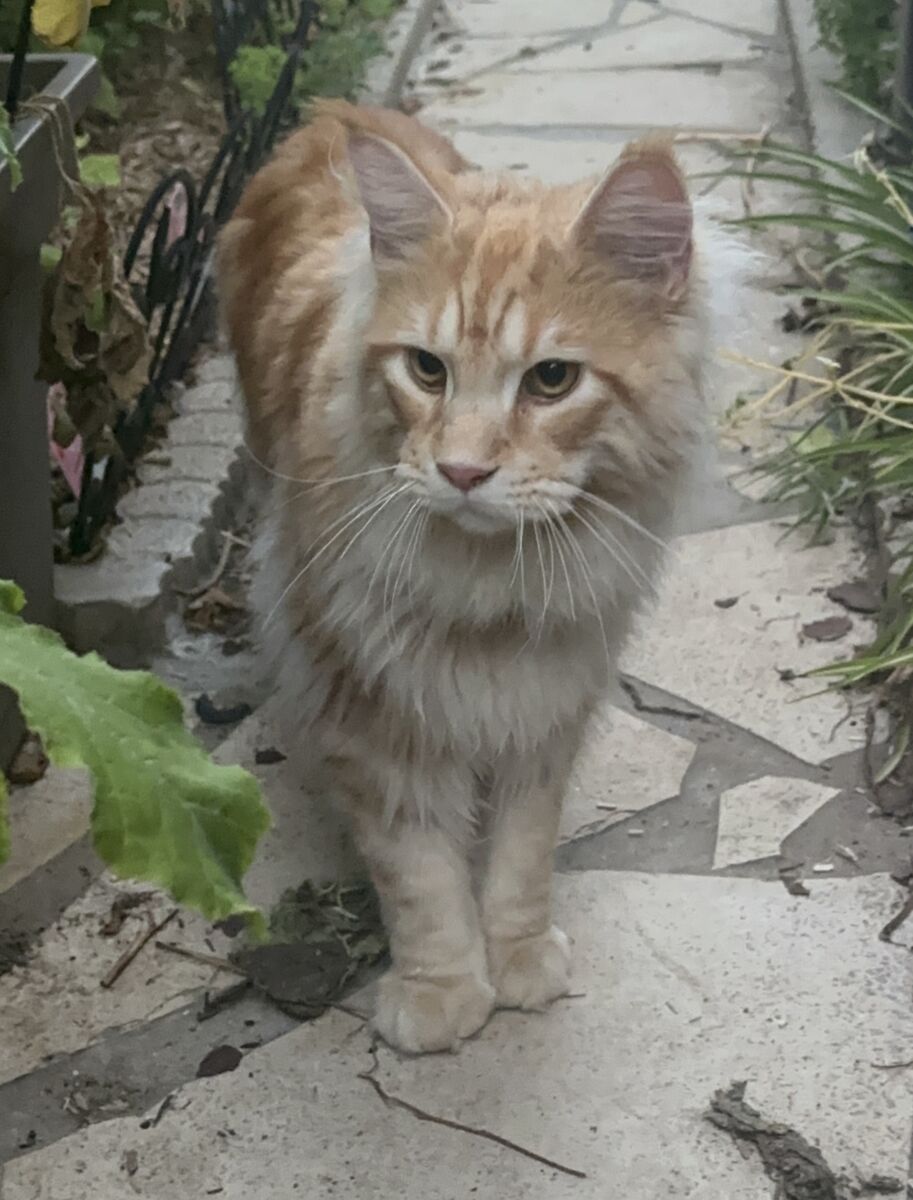 Ange, jeune Maine Coon roux et crème, marchant dans un jardin