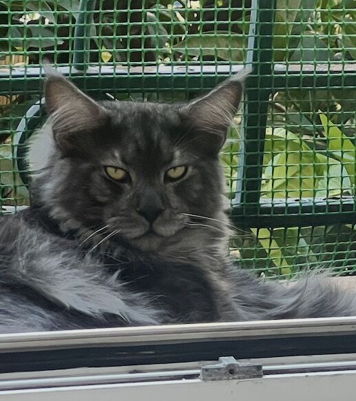 Armen à 9 mois, allongé derrière une fenêtre
