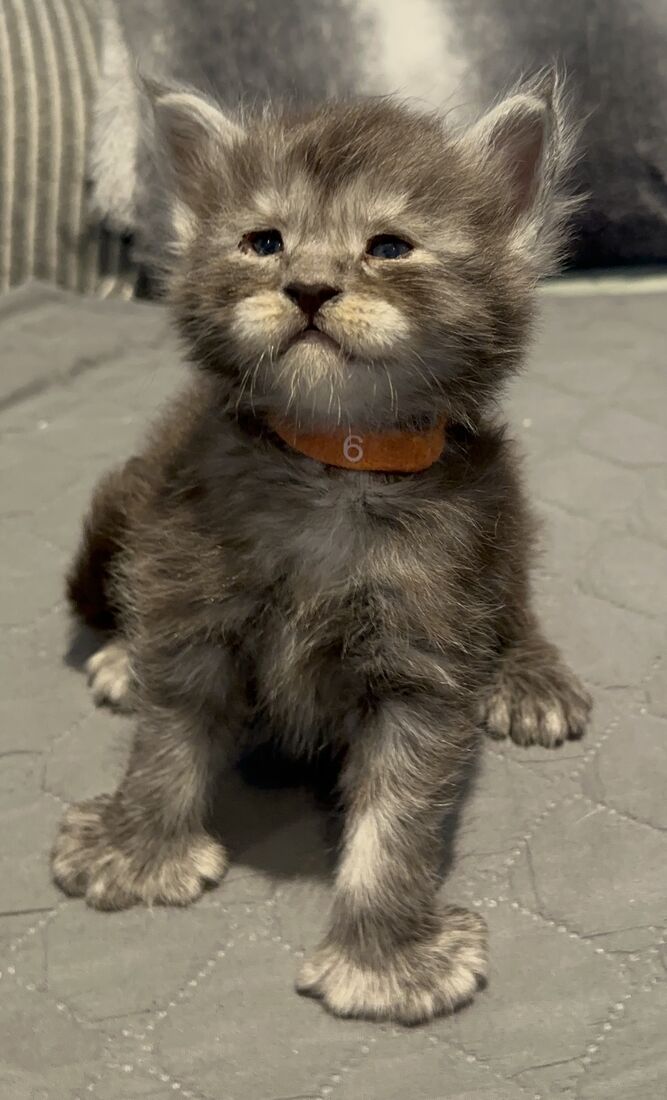 Armen chaton à 3 semaines, avec son collier orange