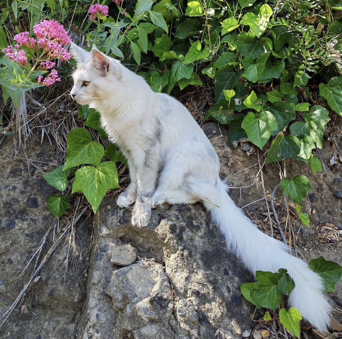 Athina, Maine Coon blanche argentée, assise sur un rocher fleuri