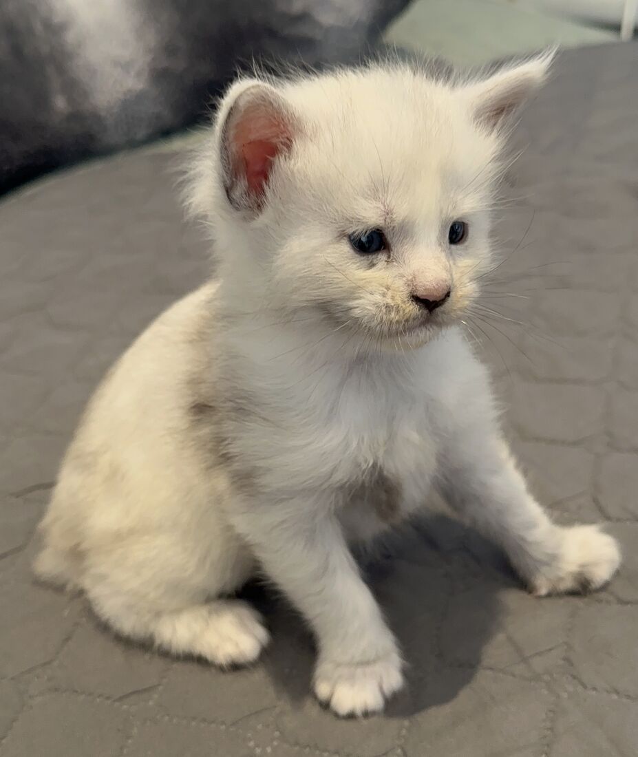 Athina chaton blanc argenté à 3 semaines