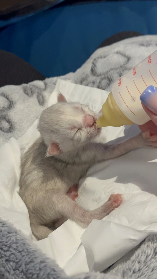 Chaton nouveau-né tenu dans la main et nourri au biberon