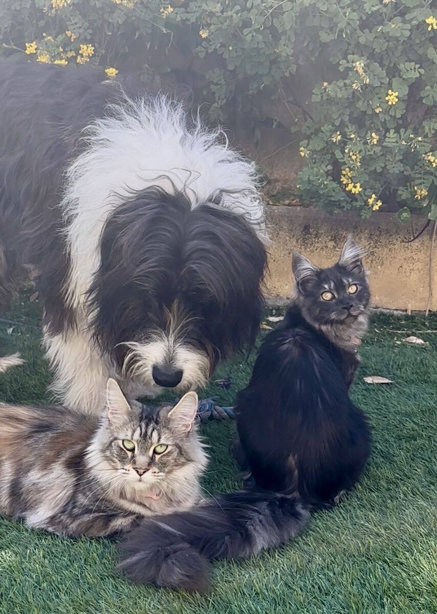 Uris et Alita couchées dans l'herbe devant mon chien