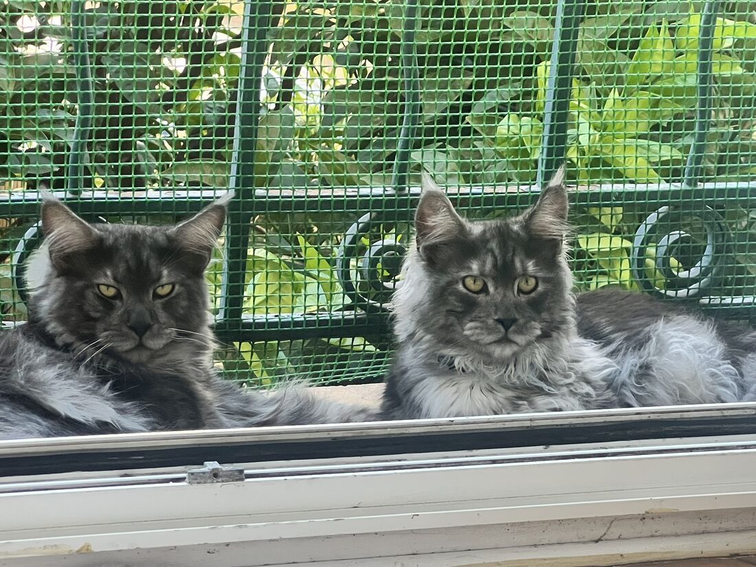Armen et Achille couchés côte à côte derrière une fenêtre