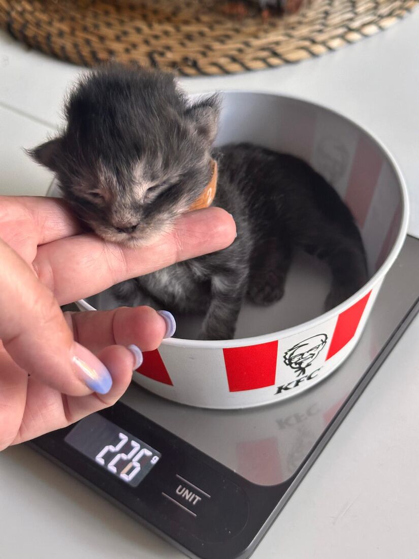 Un chaton nouveau-né dans un bol posé sur une balance qui affiche 225 grammes