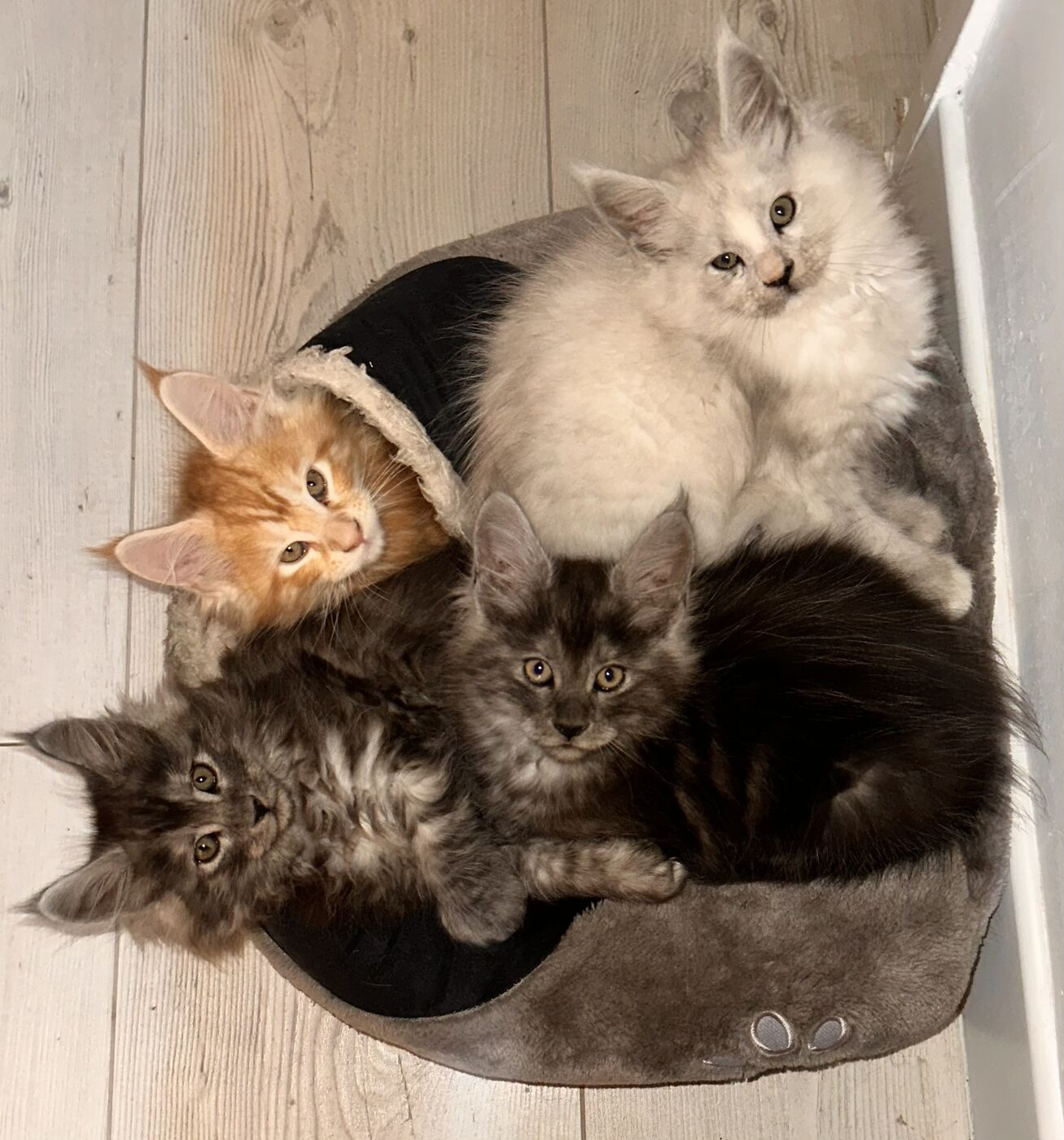 Quatre chatons de la portée serrés dans un panier : un roux, une blanche argentée et deux black smoke