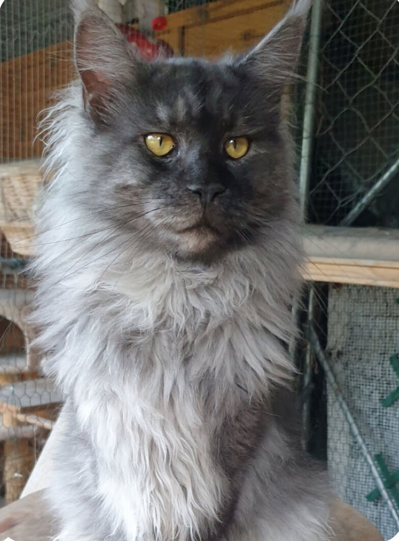 Shere Khan, Maine Coon black smoke à la crinière argentée et aux yeux dorés