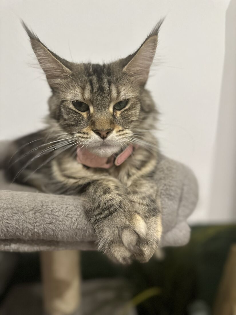 Uris couchée sur son arbre à chat