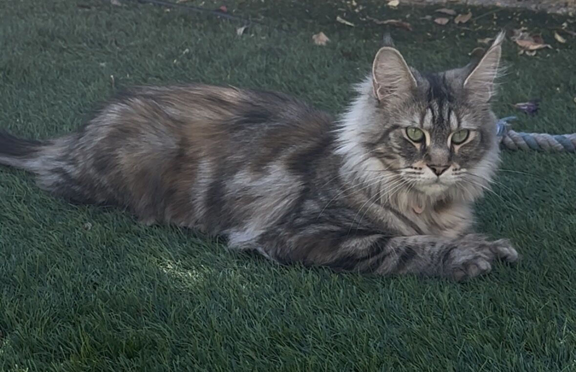 Uris, Maine Coon brown tortie, allongée dans l'herbe, le regard droit vers l'objectif