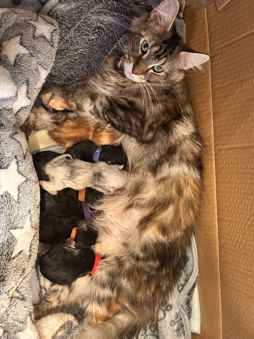 Uris allongée avec ses chatons nouveau-nés qui tètent