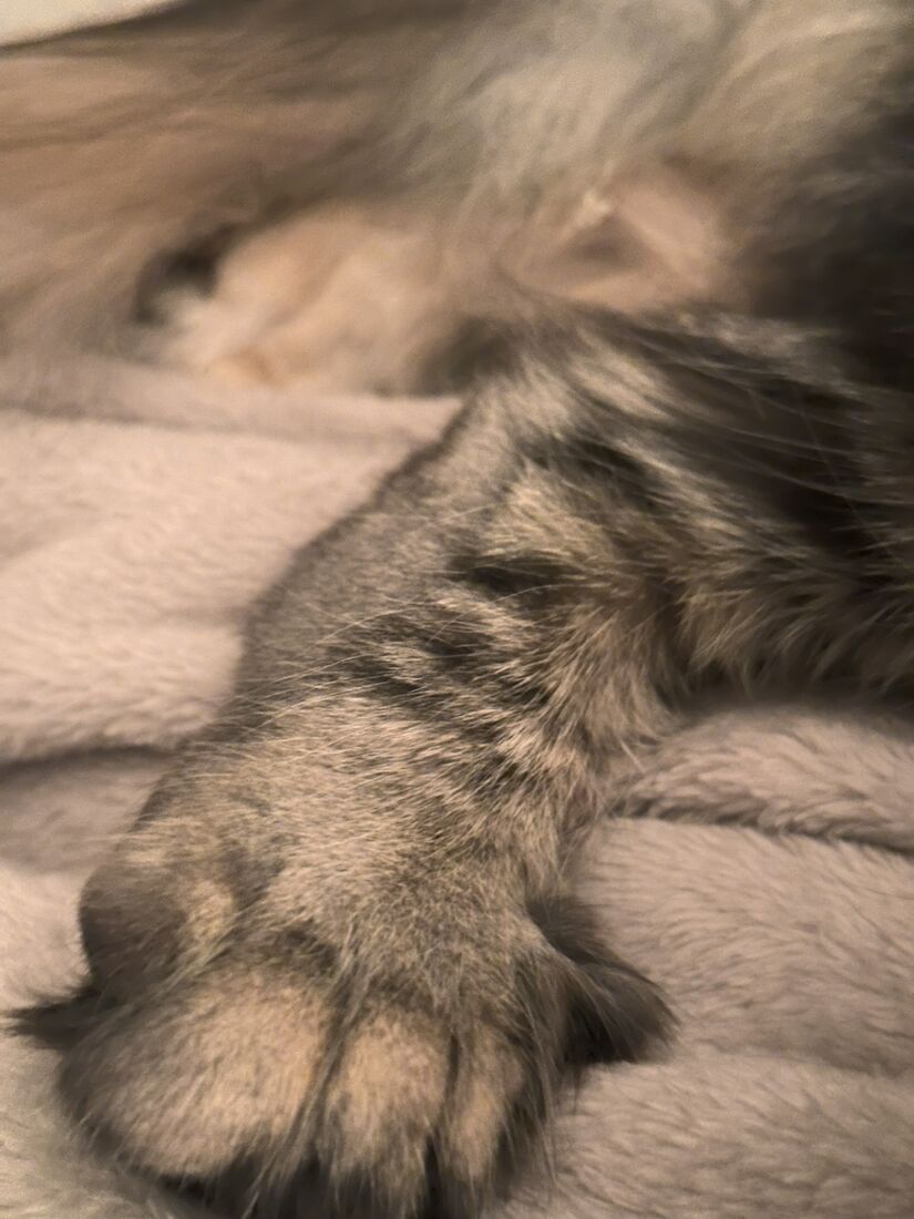Gros plan sur la patte polydactyle d'Uris, large et ronde