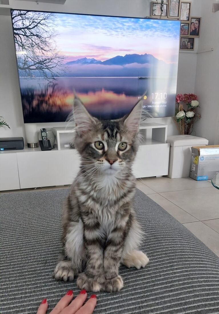 Uris chaton, assise sur le tapis du salon
