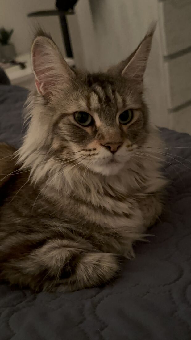 Portrait d'Uris, Maine Coon tortie aux yeux verts